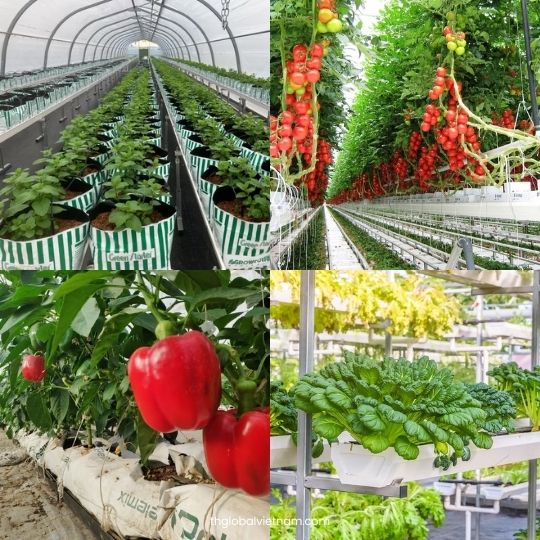 Using-Coco-Humus-and-Coco-Peat-in-agriculture