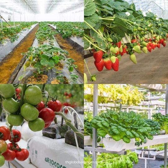 Using-Coco-Humus-in-sustainable-farming