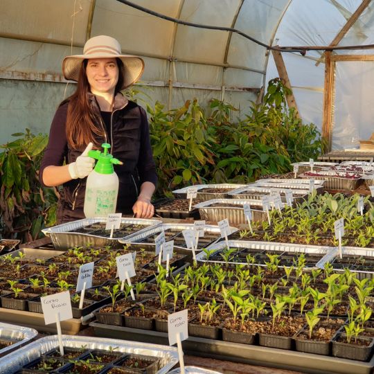 Applying-Coco-Humus-in-greenhouse-farming-systems