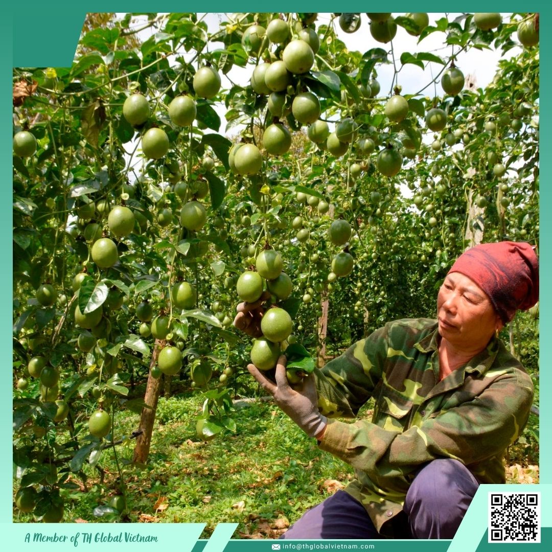 passion fruit farm Vietnam fresh tropical fruits