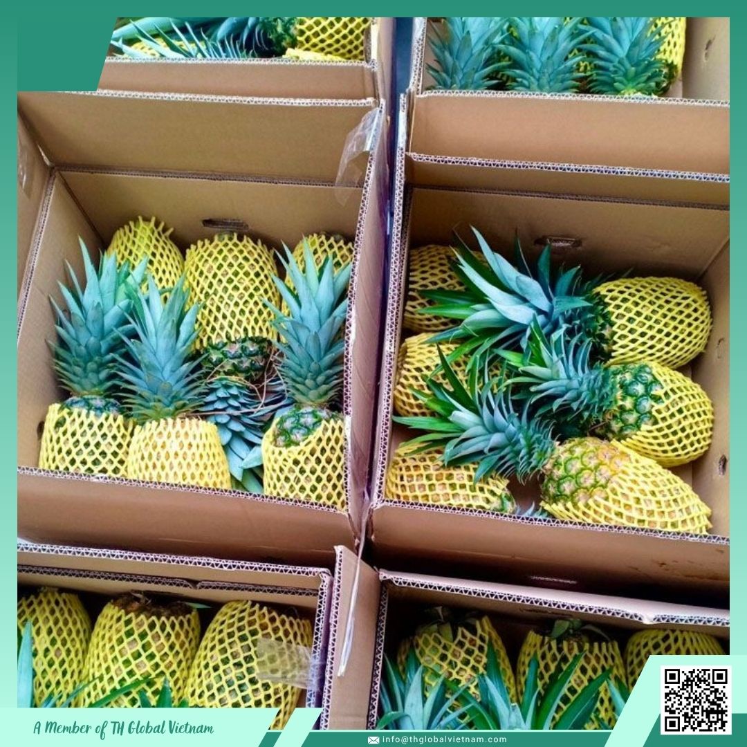 fresh MD2 pineapple sourcing export packaging