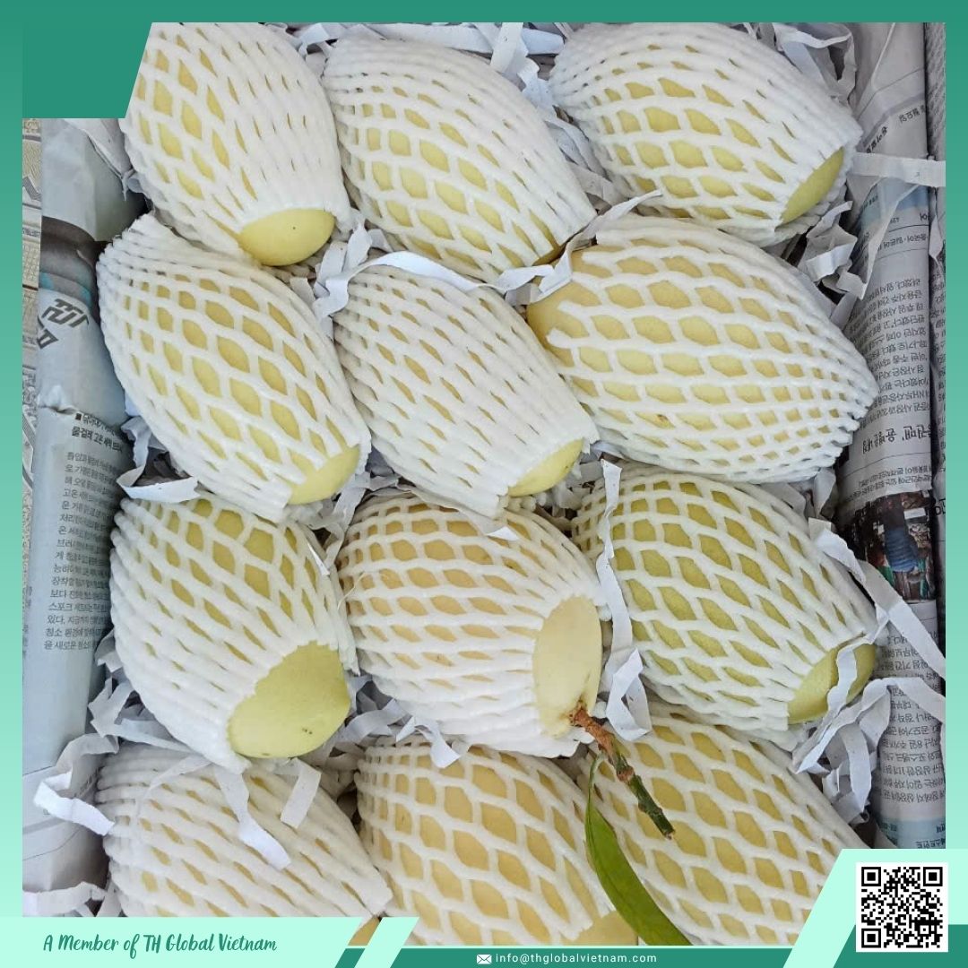 Premium-quality-fresh-mango–TH-Global-Vietnam-supplier