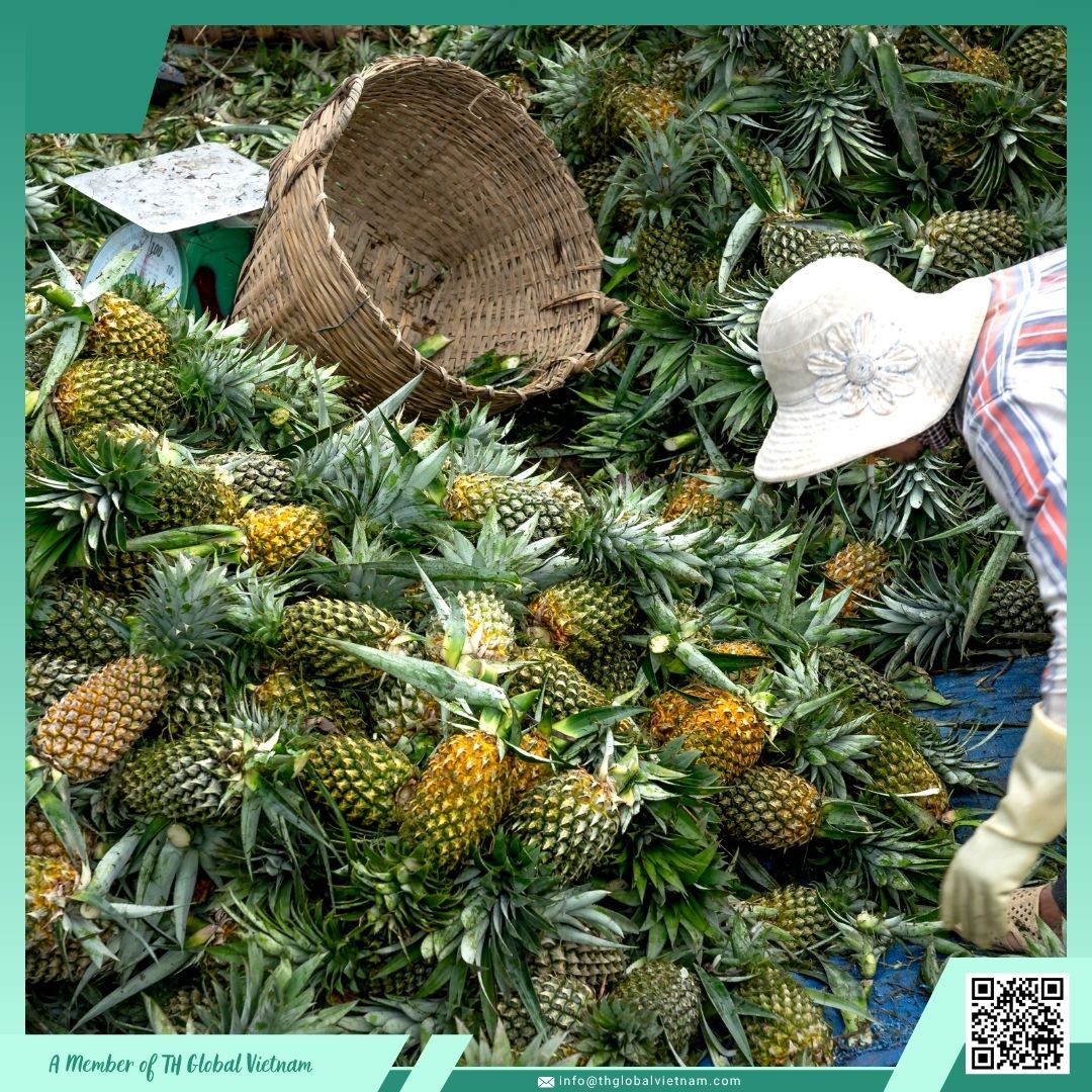 Vietnamese-pineapple-for-export-naturally-sweet-and-aromatic