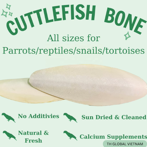 Cuttlefish Bone for Birds: The Secret to Strong Eggshells