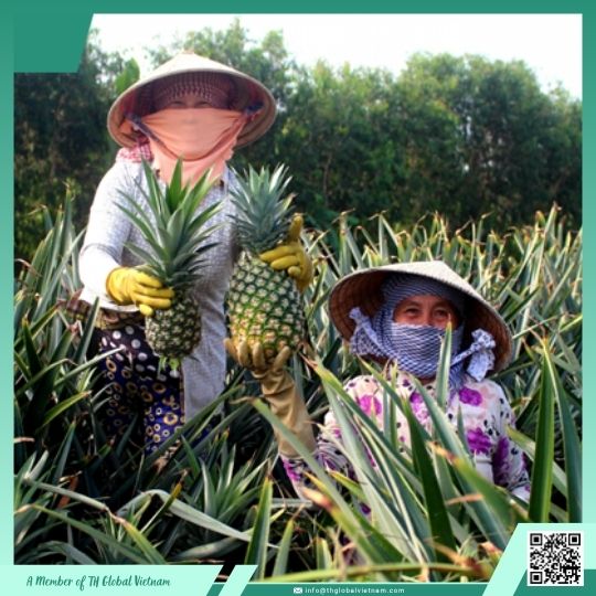 fresh pineapple sourcing MD2 Vietnam harvest season