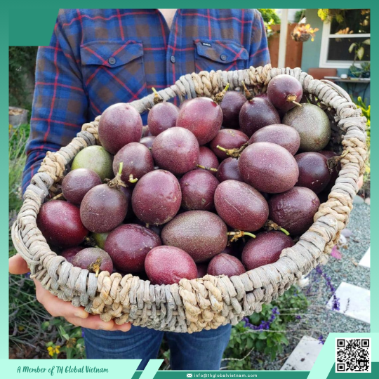 How Fresh Passion Fruits Vietnam Are Grown and Harvested