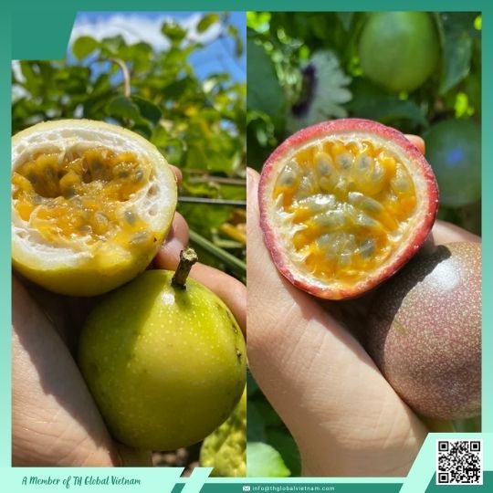 Purple & Yellow Passion Fruit: What Is Suitable for Your Market