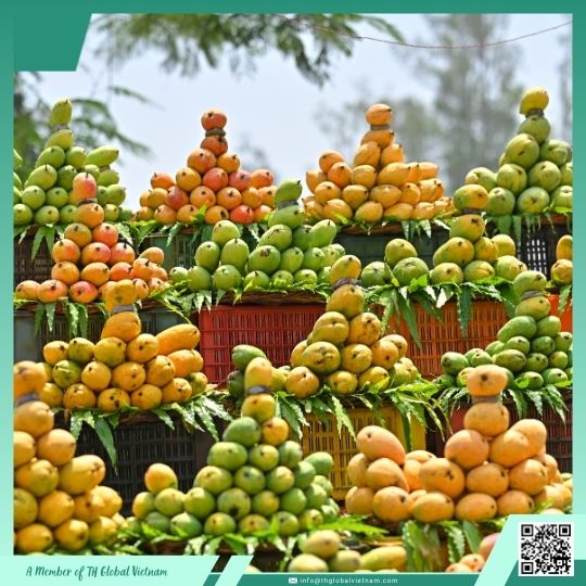 How to Distinguish Vietnam Kaew Mango, Cat Chu Mango & Hoa Loc Mango