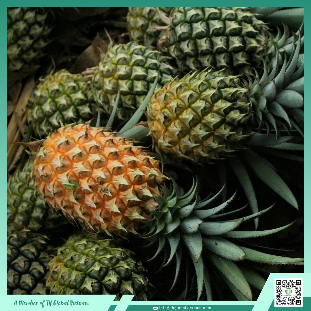 Top 3 Popular Pineapple Varieties in Vietnam
