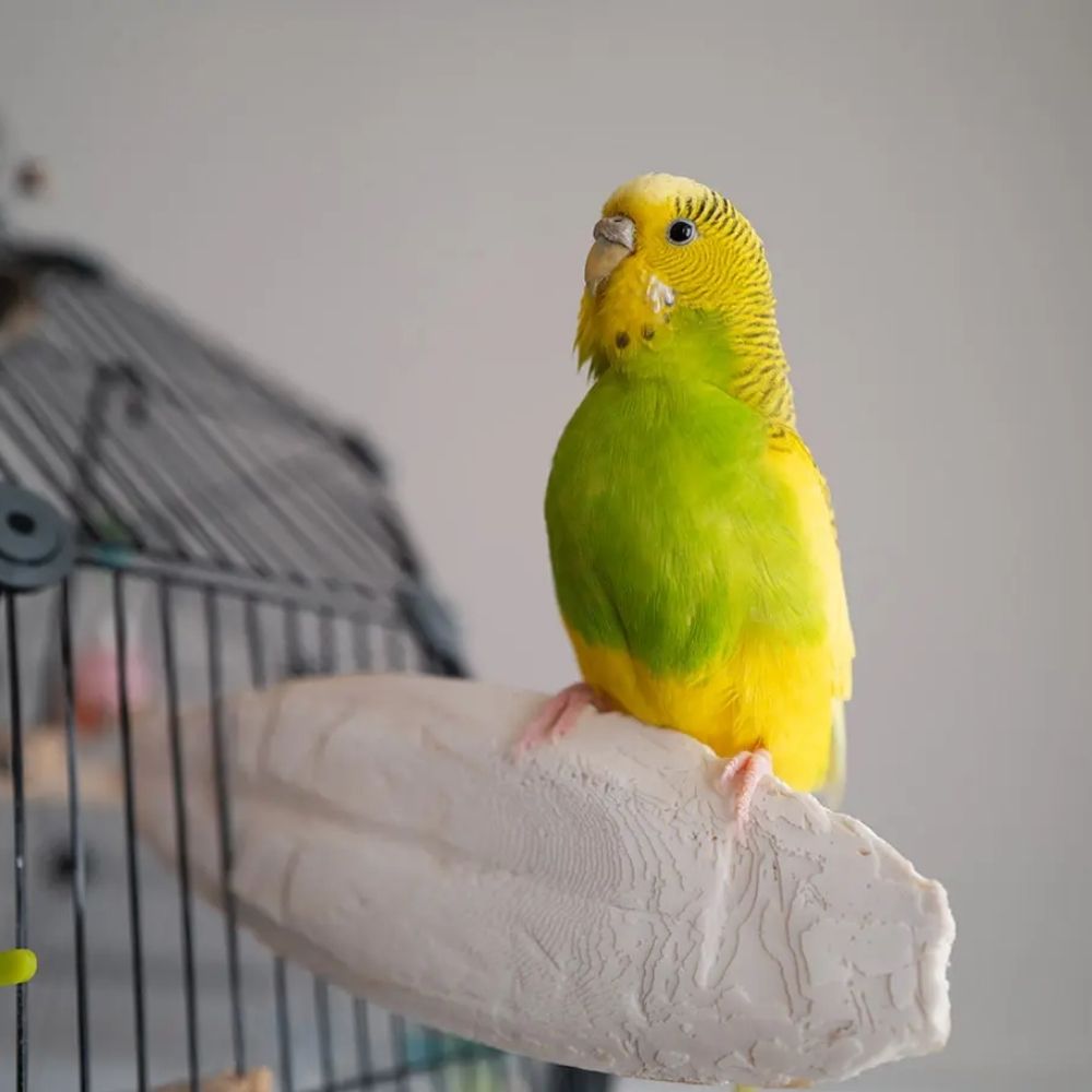 bird using natural cuttlefish bone for calcium