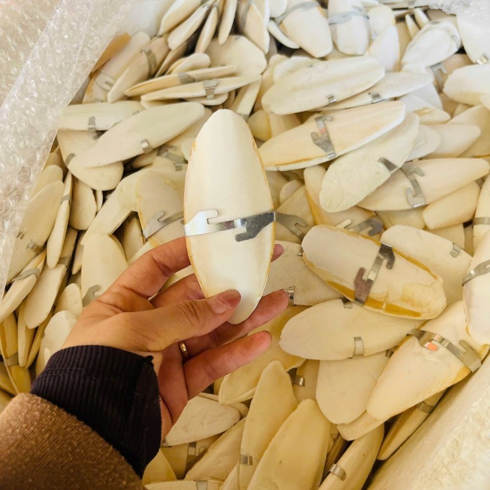 natural cuttlefish bone calcium source for birds