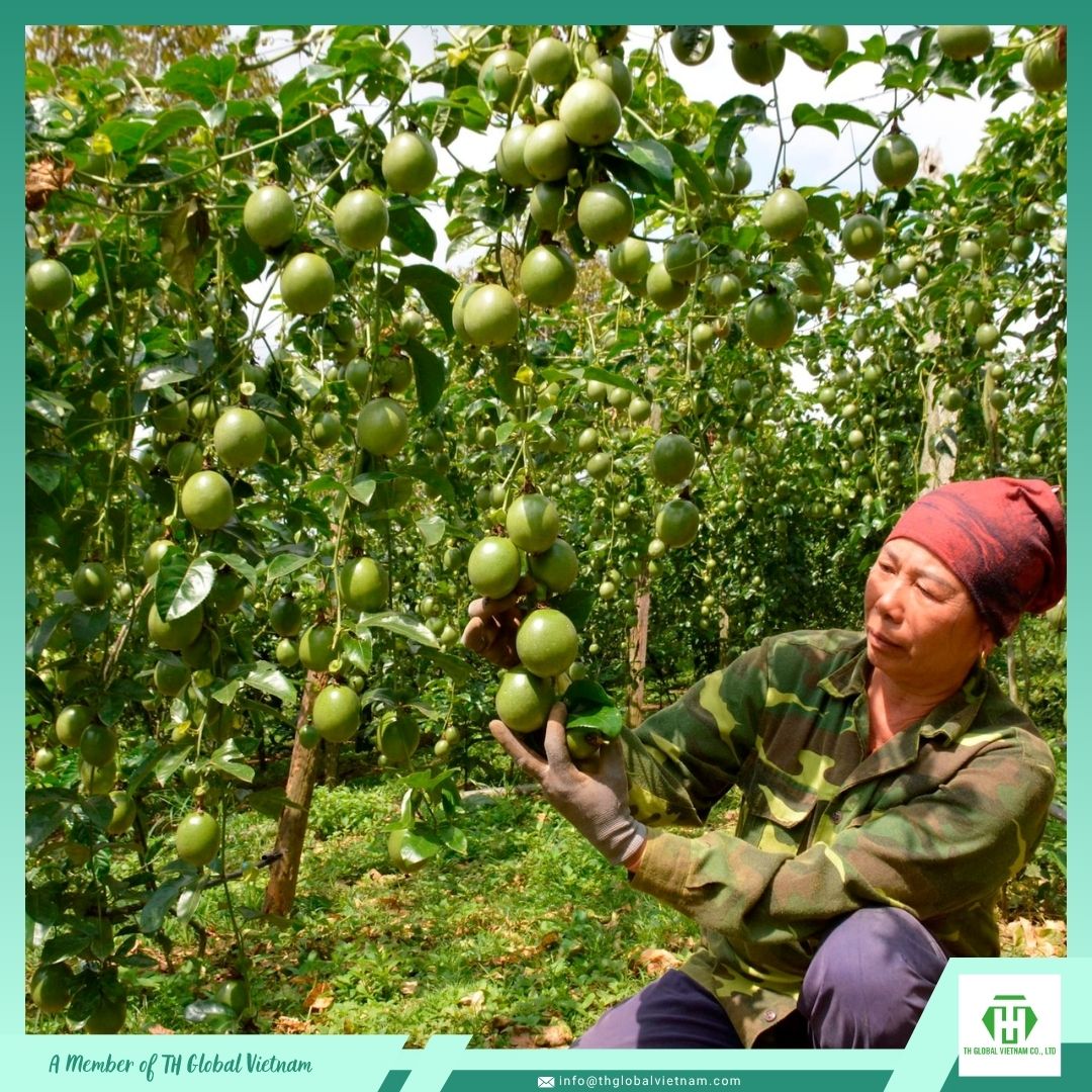 fresh passion fruit sourced from Vietnam orchard