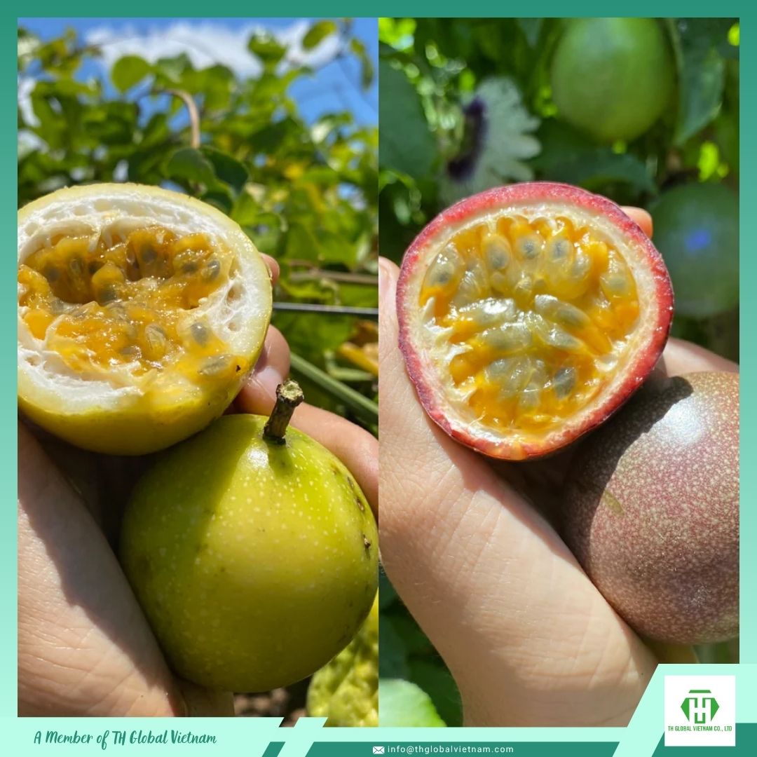 yellow and purple fresh passion fruit
