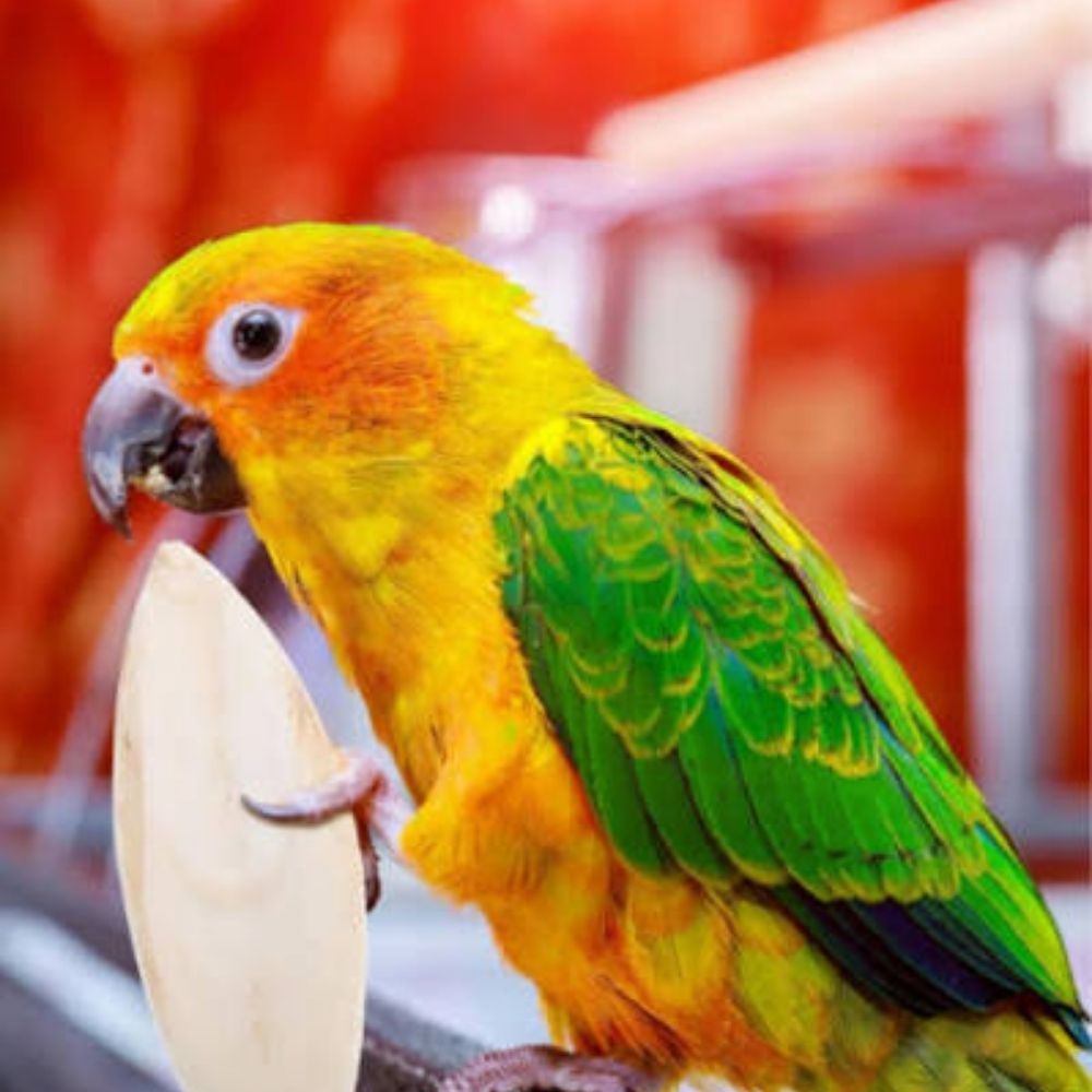 Parrot chewing cuttlefish bone for calcium